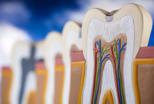 Эндодонтия - раздел стоматологии