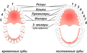Все основные функции коренных зубов